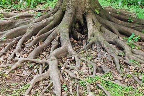 構樹根
